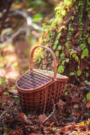Picnic basket in an autumn forest in sunlight with copy spaceの写真素材