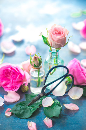 Pink roses in tiny glass bottles with Chinese gardening scissors on a neutral gray background with copy space. Spring gardening conceptの写真素材