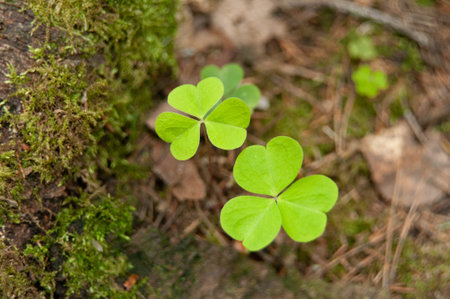 shamrock grows in the forest