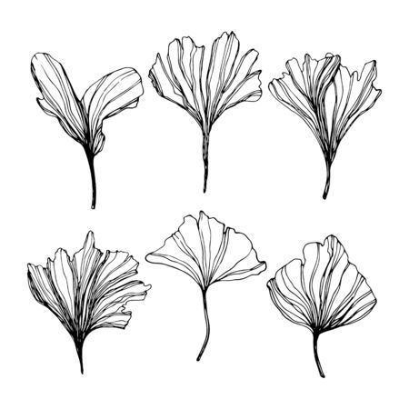 Hand drawn Ginkgo biloba leaves set. Vector outline collection of ginkgo leaf. Set with floral exotic leaves for your design of cosmetics packaging and other products.のイラスト素材