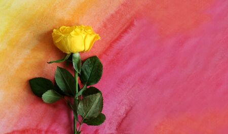 Photo of a yellow rose flat lay on a hand-drawn watercolor gradient red rose background. Free space for text. for your design: banner, card, invitationの写真素材