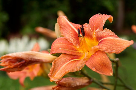 Orange Lily flower after rain with drops on petals. Suitable for postcards, calendars, any printing, embroidery patterns and textiles. A wet flower after the rainの写真素材