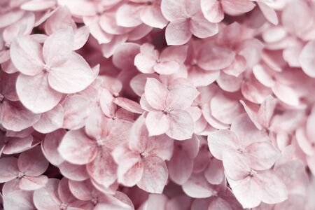 Hydrangea Background. Pink flowers. Natural floral concept. Botanical flowering background. Selective focus image. Panoramic border, banner, wedding romantic background. Flat lay.Copy space.の写真素材
