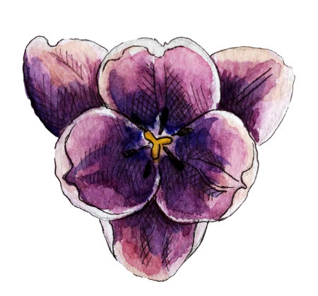 Purple blossom tulips watercolor illustration isolated white. Violet spring garden flower top view. floral object for designの写真素材