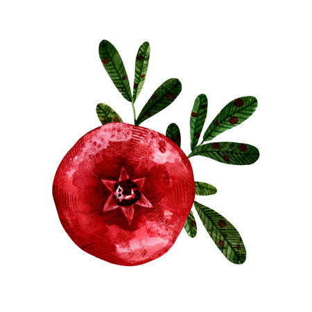 Ripe red pomegranate fruit on a branch with leaves. Watercolor hand drawn illustration isolated. Sweet tropical food design element. Clipart for product package, menu design.の写真素材