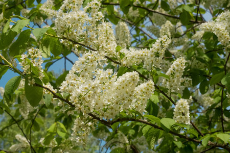 Flowering bird cherry bush in may