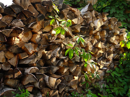 wood