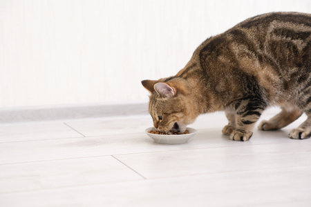 a stripped brown red cat is eating cat food in ligt kitchen.の写真素材