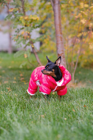 English toy terrier in red jacket looking at camera outdoor in the park.の写真素材