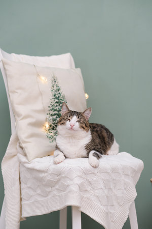 Animal in interior. Brown white cat lying on chair. winter decoration. Christmas time.の写真素材