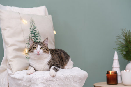 Animal in interior. Brown white cat lying on chair. winter decoration. Christmas tree, candle, cup of cocao with marshmellow on the table Christmas time.の写真素材