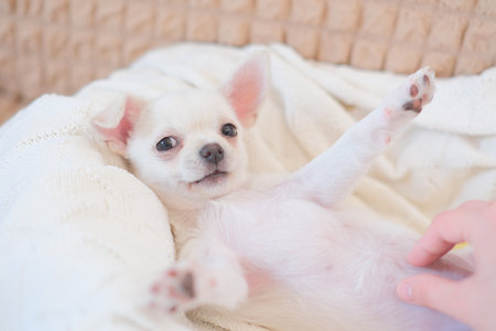 close up of cute funny dog chihuahua puppy with hand touching on sofa.の写真素材