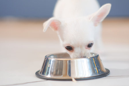 chihuahua puppy eats from a bowl on a floor
