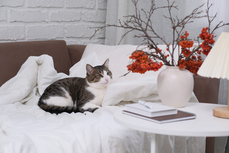 A Cozy Cat Relaxing on a Plush Sofa Surrounded by Beautiful Decorative Elements and Accentsの写真素材