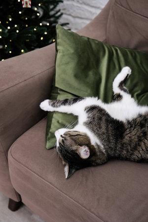 A Cozy Cat is Relaxing on a Sofa Surrounded by a Lovely Holiday Ambiance and Decorの写真素材