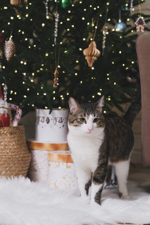 A curious and playful cat is exploring enthusiastically underneath a beautifully decorated Christmas...
