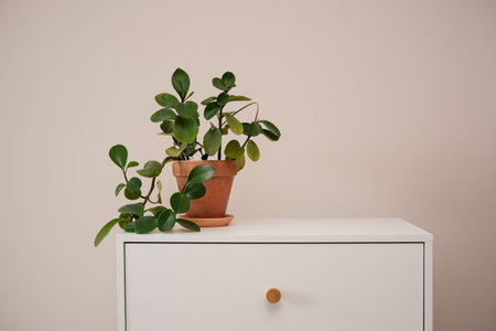 A stunning and beautiful potted plant placed elegantly on a white cabinet, enriching the minimalist interior decorの写真素材