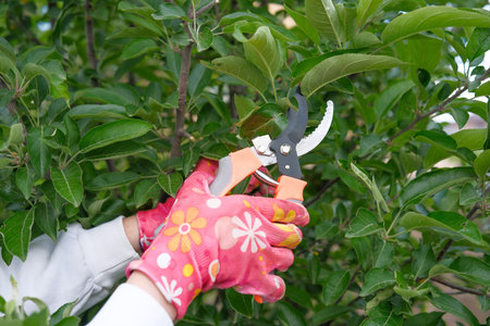 A gardener uses pink gloves and shears to expertly maintain greenery, ensuring a vibrant garden...