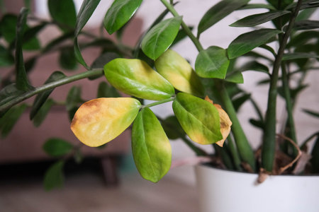 yellowed dried Zamioculcas leaves due to improper care of the plant.の写真素材