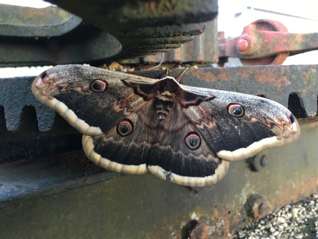 Night butterflyの写真素材