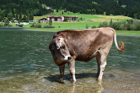 Cow at the lake in the Alps, Austriaの写真素材