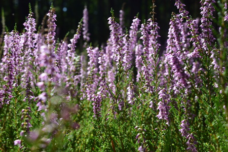 Wild purple flowers, Floral background in forestの写真素材