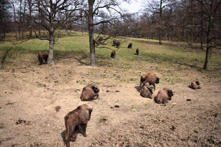 European brown bison (Bison bonasus) that live in nature reserves in Europeの写真素材