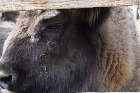 European brown bison (Bison bonasus) that live in nature reserves in Europeの写真素材