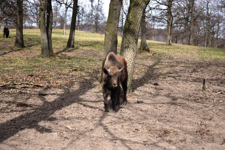 European brown bison (Bison bonasus) that live in nature reserves in Europeの写真素材