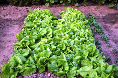Green garden. sunny day at the garden. Green field