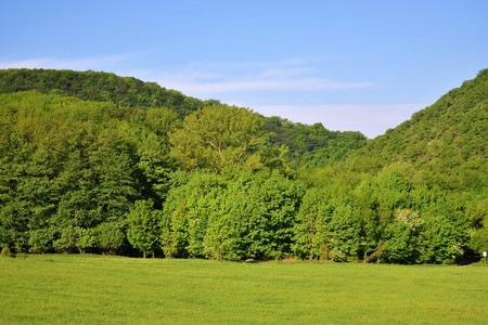 forest trees. nature green wood sunlight backgroundsの写真素材