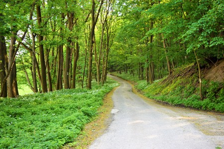 forest trees. nature green wood sunlight backgroundsの写真素材