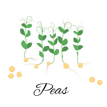 Microgreens, peas, sprouts of natural organic products. Healthy vegan food. Vector illustrationのイラスト素材