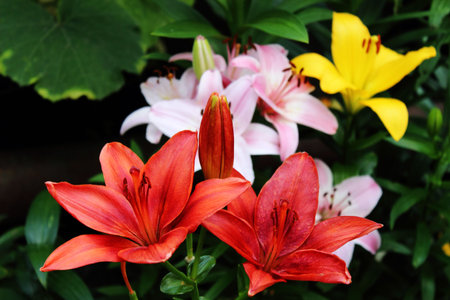 lilies