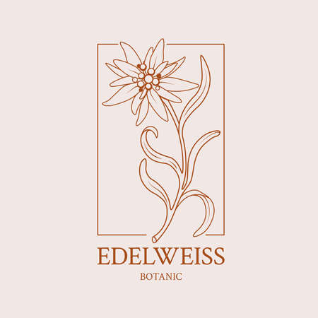 Flower design of  a hand-drawn flower of Edelweissのイラスト素材