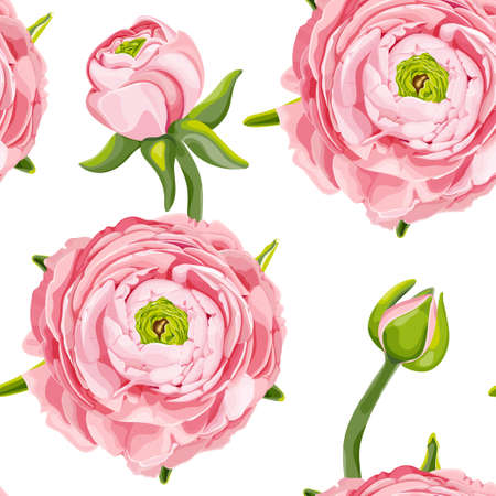 Ranunculus (buttercup). Seamless floral pattern with pink flowers and Ranunculus buds. Vector illustration isolated on a white background.のイラスト素材