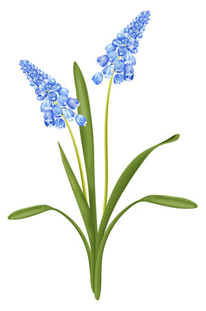 Spring bouquet with blue hyacinth flower. Stock vector illustration on a white background.のイラスト素材