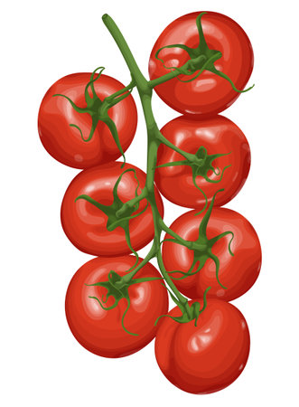 Vector illustration of a tomato vine with ripe, red tomatoes and green stems isolated on a white background. Detailed and glossy, ideal for food, health, agriculture, and organic-themed designs.のイラスト素材