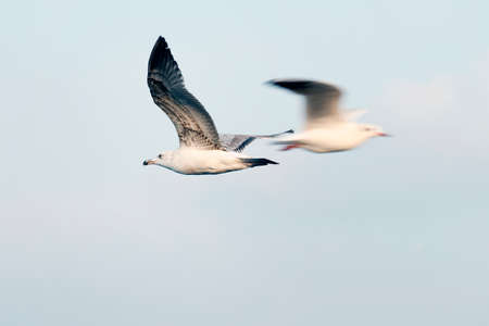 seagullの写真素材