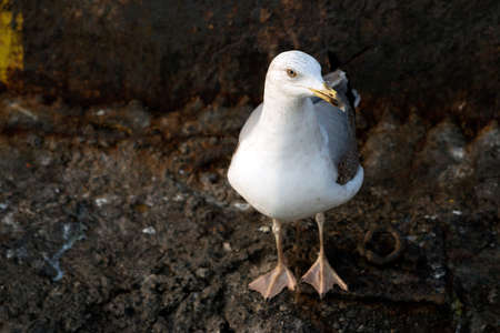 seagullの写真素材