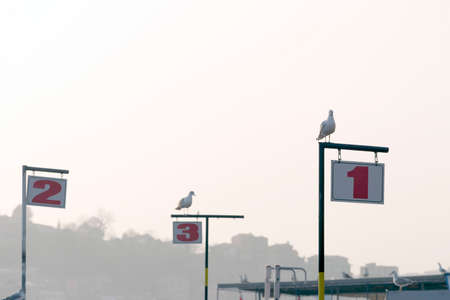 seagullの写真素材