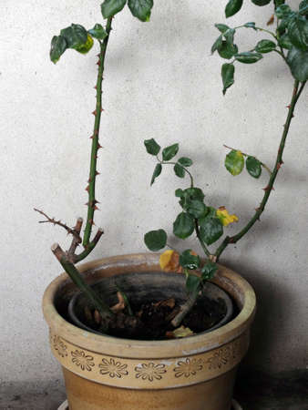 potted flowersの写真素材