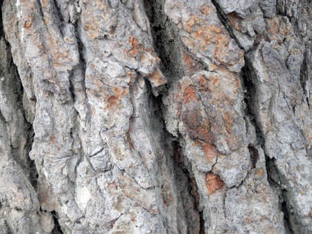 tree bark in the backgroundの写真素材