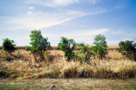 Spring countryside - fields and blue skyの写真素材