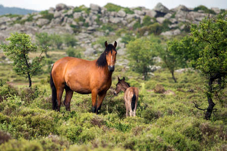 Foal with a mare on a summer pastureの写真素材