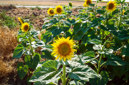 field of blooming sunflowersの写真素材