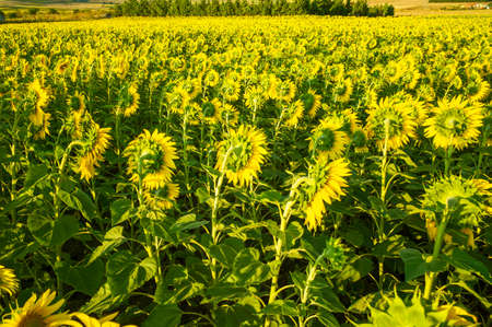 field of blooming sunflowersの写真素材
