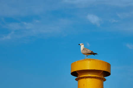 Seagull is sitting on yellow pipeの写真素材