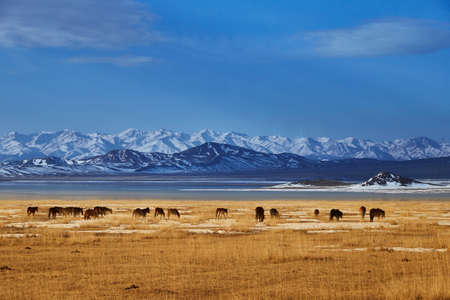 Horses near Khan-Tengry mountanの写真素材