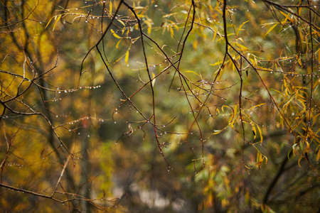 autumn golden leaves after rainの写真素材